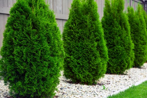 Arborvitae Planting in Richmond