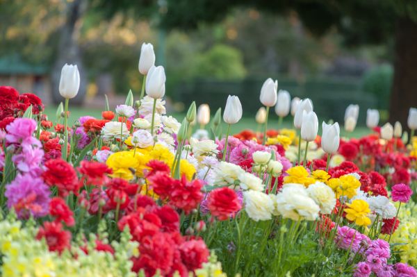 Gardening Service in Richmond