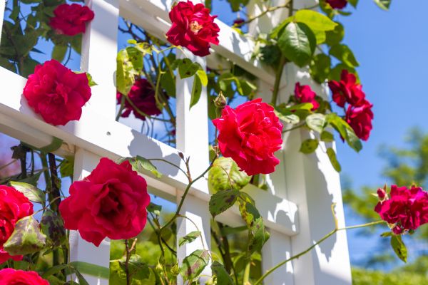 Home Gardening Service in Richmond