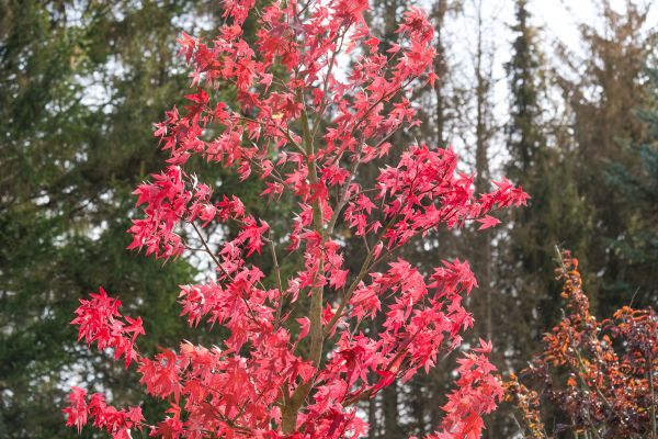 Japanese Maple Planting in Richmond