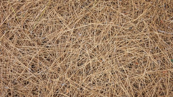 Pine Needles Delivery in Richmond