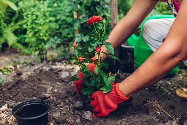 Planting Service in Richmond