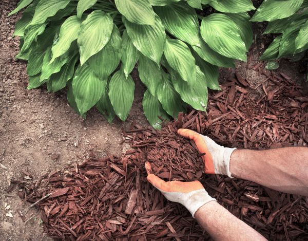 Shredded Mulch Service in Richmond