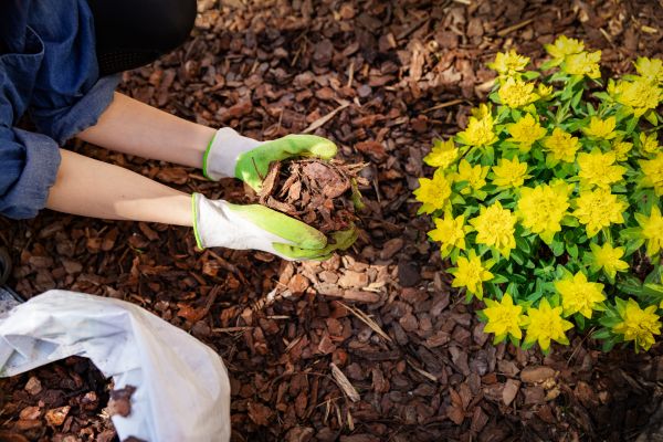 Pine Bark Mulch Installation in Richmond