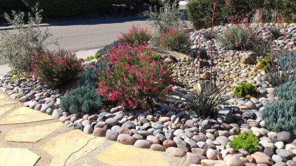Xeriscape Landscaping in Richmond