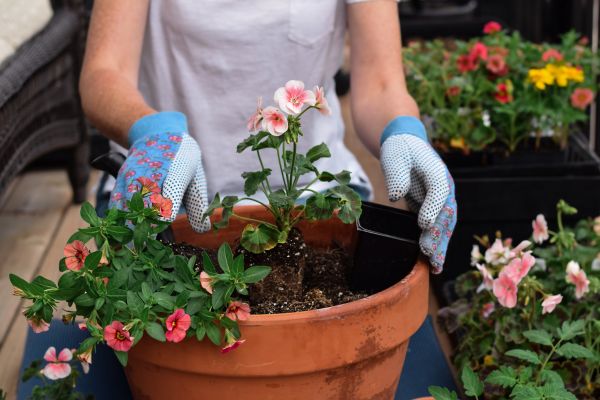 Plant Care Service in Richmond