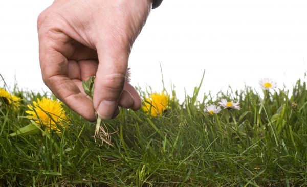 Lawn Weeding in Richmond