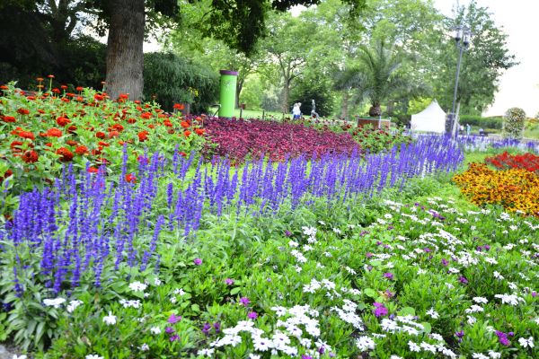 Perennials Planting in Richmond