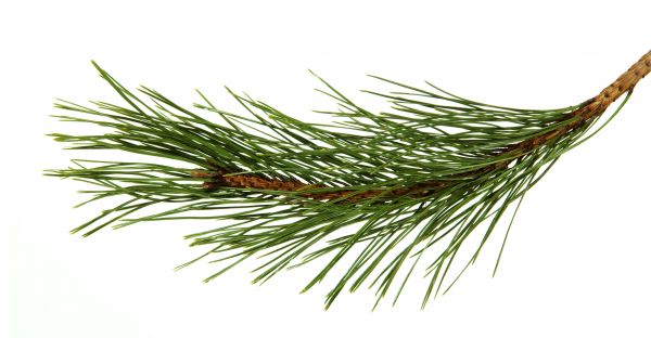 Pine Needles Installation in Richmond
