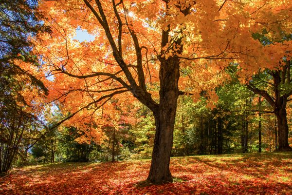 Maple Tree Planting in Richmond
