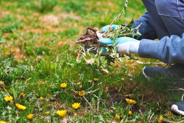 Flower Bed Clearing in Richmond