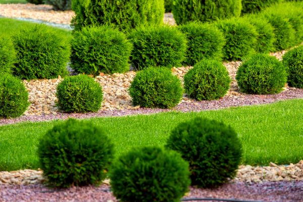 Bush Replacement in Richmond