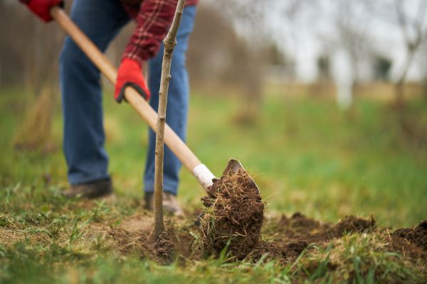 Trees Planting in Richmond