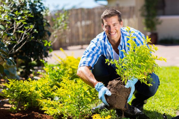 Shrub Landscaping in Richmond