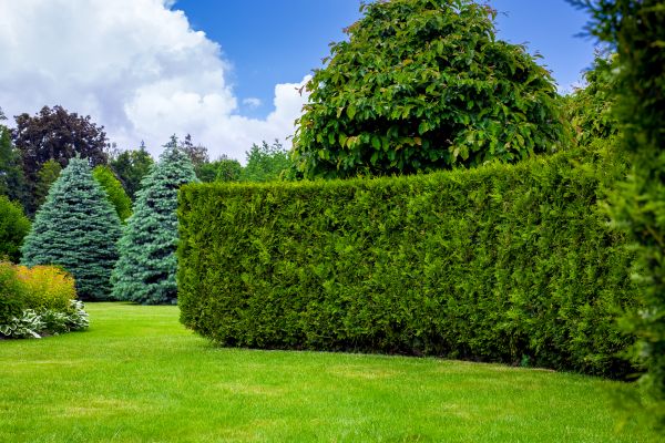 Hedge Landscaping in Richmond