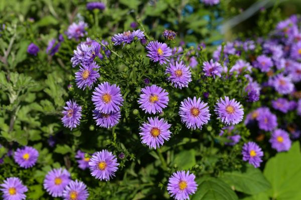 Perennial Flower Planting in Richmond