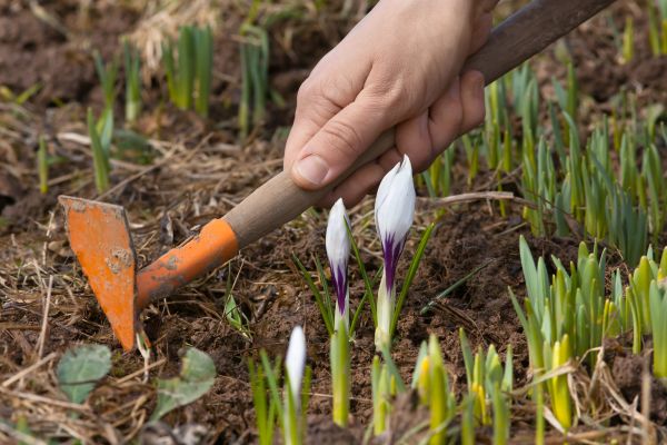 Flower Garden Weeding in Richmond