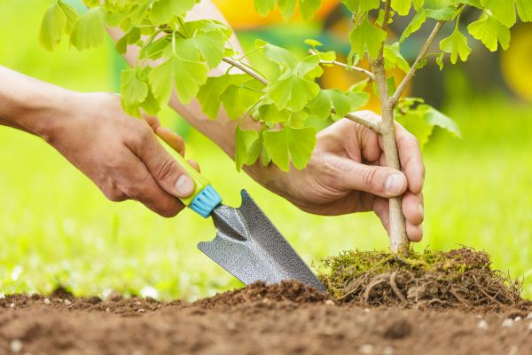 Fruit Tree Planting in Richmond