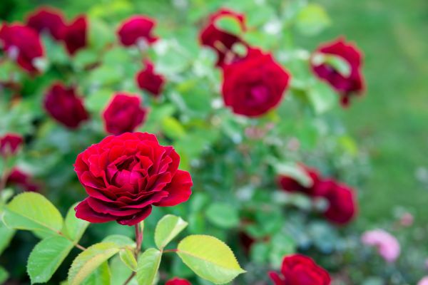 Rose Planting in Richmond