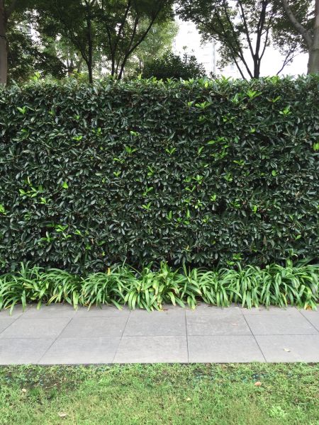 Privacy Shrub Planting in Richmond