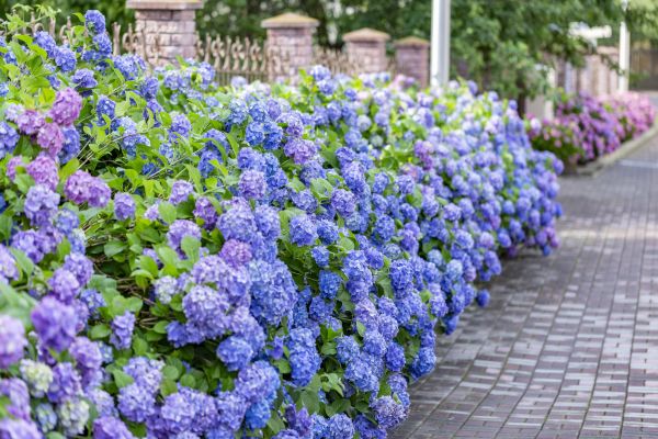 Hydrangea Landscaping in Richmond