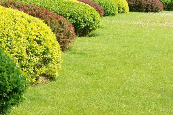 Shrubbery Planting in Richmond