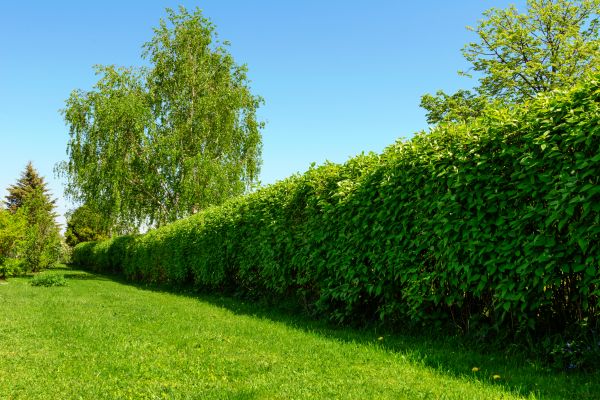 Hedge Replacement in Richmond