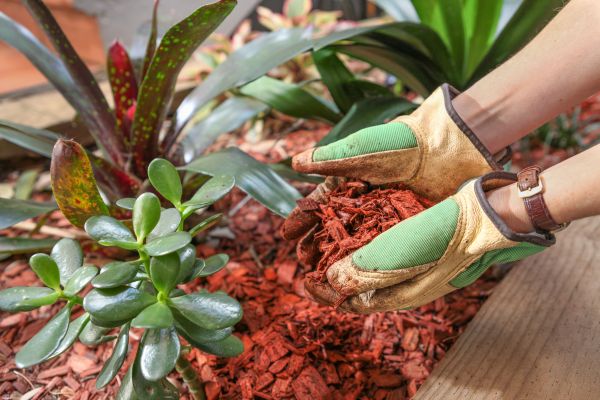 Cedar Mulch Installation in Richmond