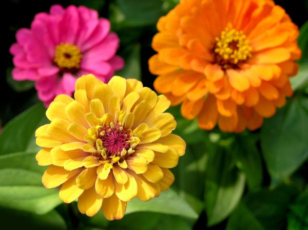 Zinnia Planting in Richmond
