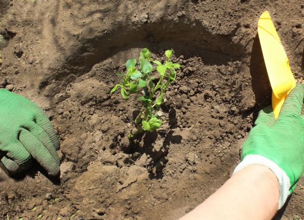 Rose Bush Planting in Richmond
