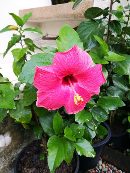 Hibiscus Planting in Richmond
