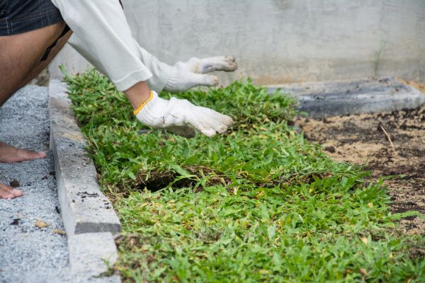 Ground Cover Planting in Richmond