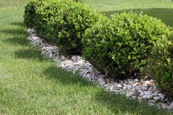 Boxwood Planting in Richmond
