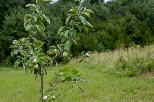 Apple Tree Planting in Richmond